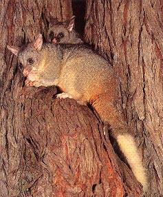 Brushtailed Possum