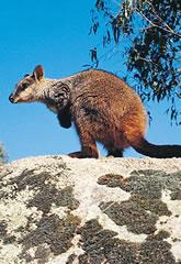 Brush Tailed Rock Wallaby