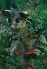 Click for Information on the Brushtailed Possum