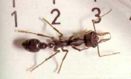 Click for Information on the Bull Ant