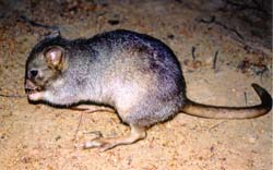 Click for Information on the Burrowing Bettong