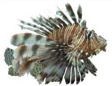 Click for Information on the Butterfly Cod