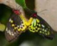 Click for Information on the Cairns Birdwing Butterfly