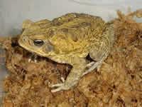 Click for Information on the Cane Toad