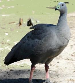 Click for Information on the Cape Barren Goose