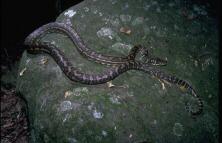 Carpet Python