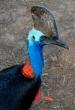 Click for Information on the Cassowary