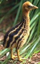 Cassowary Chick