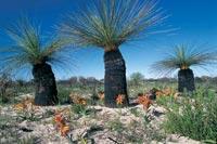 Click for Information on the Black Boy [Xanthorrhoea johnsonii]