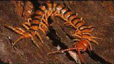 Click for Information on the Centipede