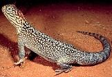 Central Netted Dragon