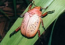 Click for Information on the Christmas Beetle