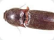 Click for Information on the Click Beetle