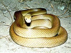 Click for Information on the Coastal Taipan