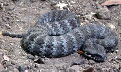 Click for Information on the Common Death Adder