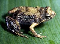 Click for Information on the Common Eastern Froglet