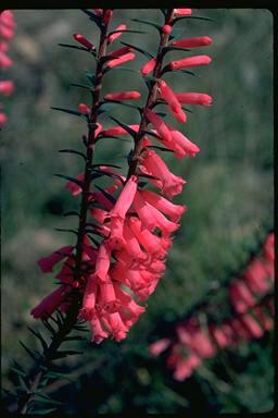 Click for Information on the Common Heath (Epacris impressa)
