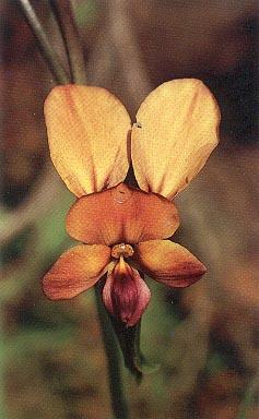 Click for Information on the Common Donkey Orchid