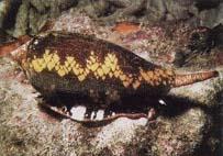 Click for Information on the Cone Shell
