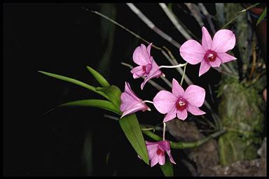 Click for Information on the Cooktown Orchid (Dendrobium phalaenopsis)