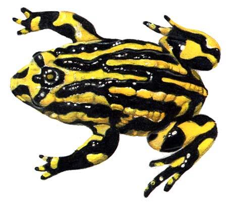 Click for Information on the Corroboree Frog