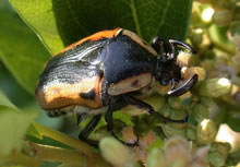 Click for Information on the Cowboy Beetle