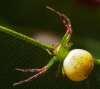 Crab Spider