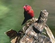 Crimson Finch
