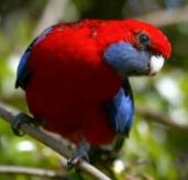 Click for Information on the Crimson Rosella
