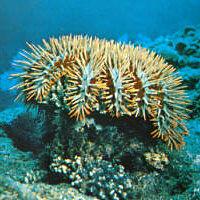 Click for Information on the Crown of Thorns Starfish
