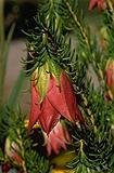 Click for Information on the Mountain Bell [Darwinia oxylepis]