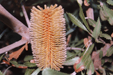 Desert Banksia