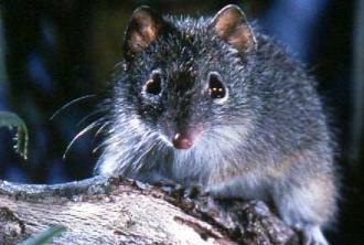 Click for Information on the Dibbler