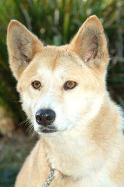 Click for Information on the Dingo