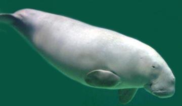 Click for Information on the Dugong