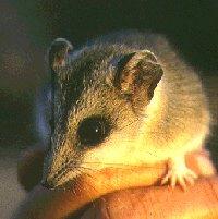 Click for Information on the Sandhill Dunnart