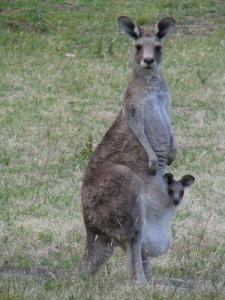 Click for Information on the Eastern Grey Kangaroo