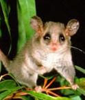 Click for Information on the Eastern Pygmy Possum