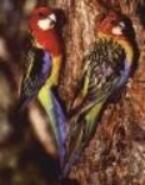 Click for Information on the Eastern Rosella