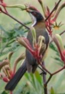 Eatern Spinebill