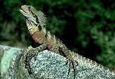 Eastern Water Dragon