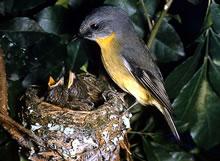 Click for Information on the Eastern Yellow Robin