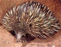 Click for Information on the Echidna
