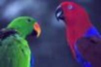 Eclectus Parrot