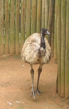 Click for Information on the Emu