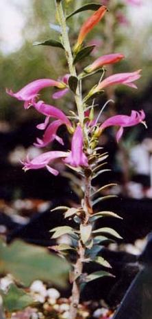 Eromophila
