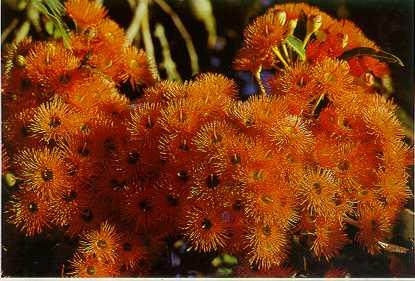 Click for Information on the Eucalyptus