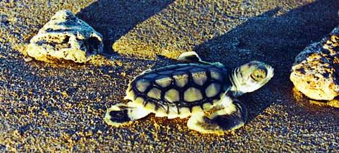 Click for Information on the Flat Back Turtle