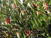 Flinders Ranges Grevillea