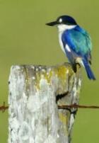 Forest Kingfisher